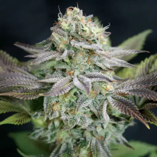 Blue Dream Feminised Cannabis Seeds | Garden of Green