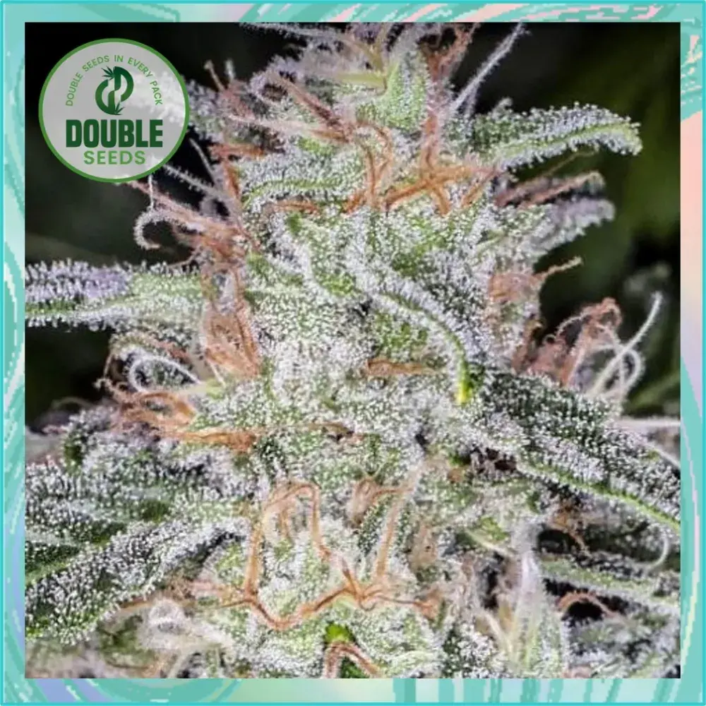 Blue Dream Auto - Double Seeds