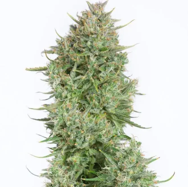 Blue Kush Auto Feminised Cannabis Seeds - Dinafem Seeds