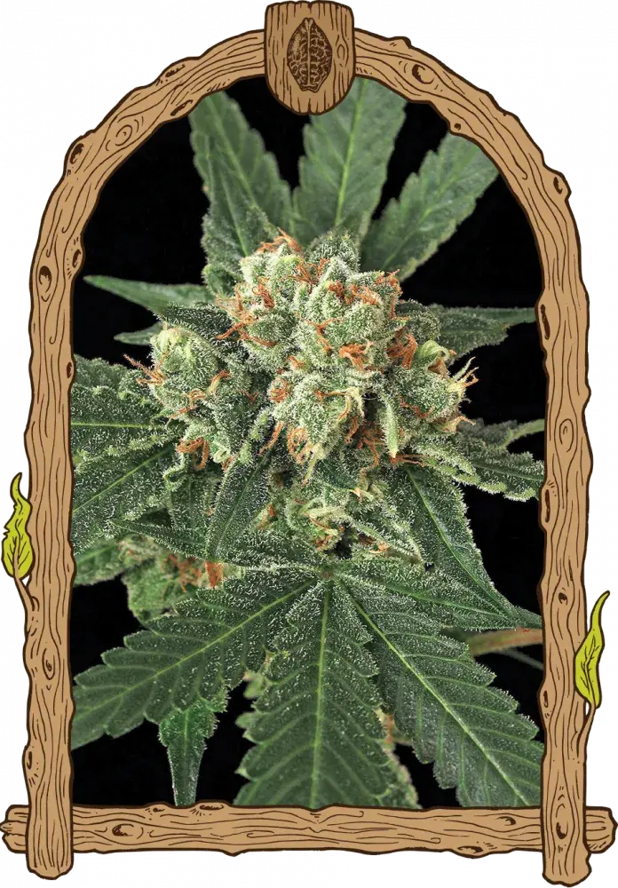 Blue Monkey Feminised Cannabis Seeds | Exotic Seeds