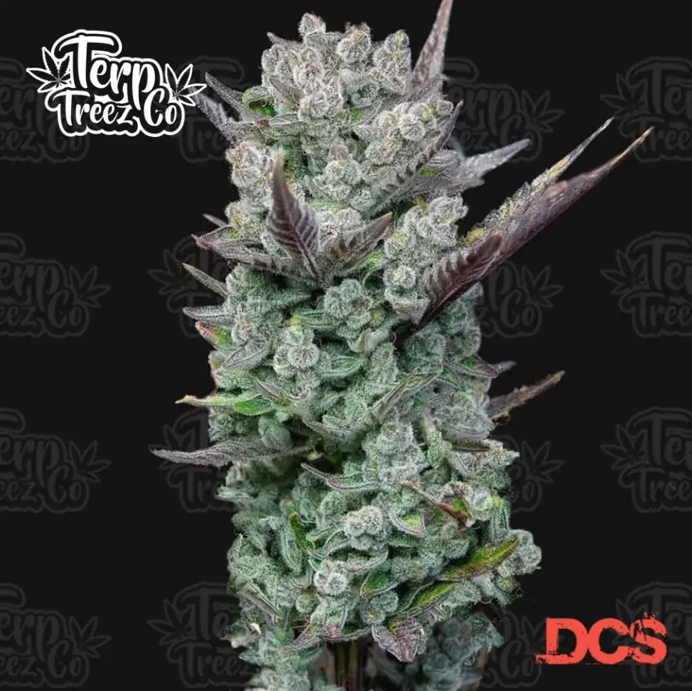 Blue Nerdz Feminised Cannabis Seeds - Terp Treez