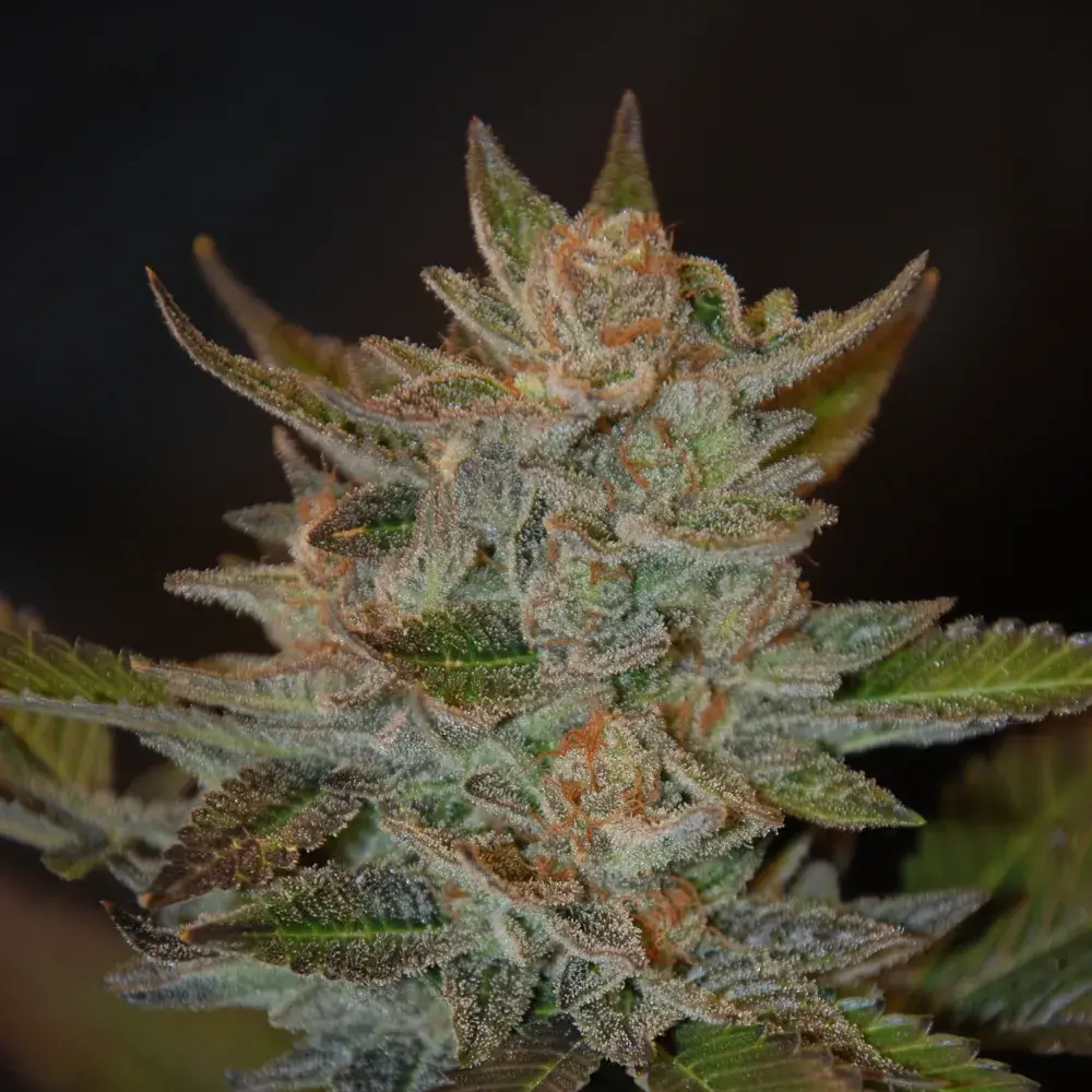 Blue OG Feminised Cannabis Seeds