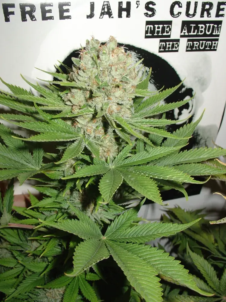 Blue Pearl Auto Feminised Cannabis Seeds
