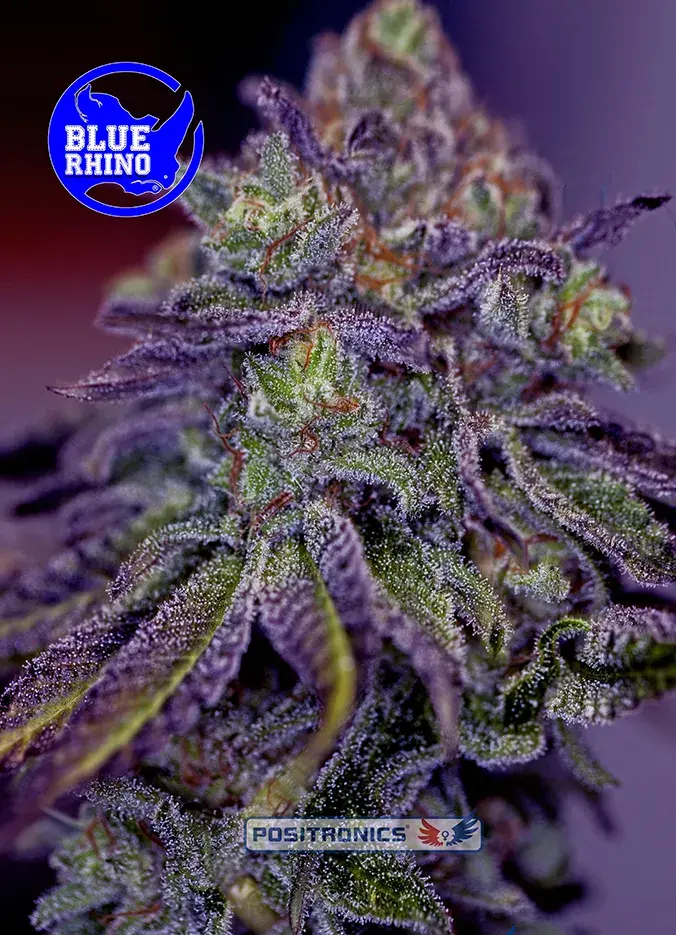 Blue Rhino Feminised Cannabis Seeds | Positronics
