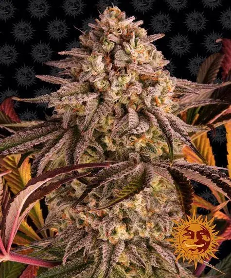 Blue Sunset Sherbet Feminised Cannabis Seeds | Barney's Farm 