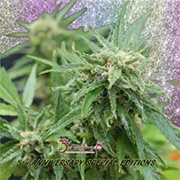 Blue Tease Auto Feminised Cannabis Seeds | Dr Krippling 