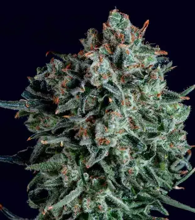 BLUE CHEESE x SCBDX Feminised Cannnabis Seeds