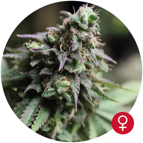 Blue Dream Feminised Cannabis Seeds | Bulldog Seeds