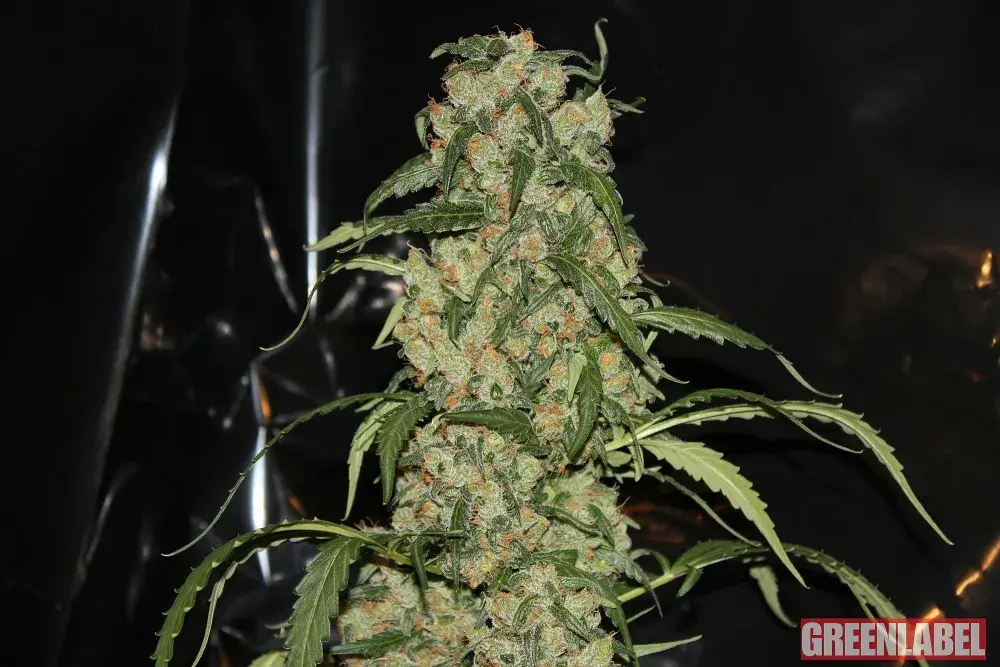 Blue Grape Dream Feminised Cannabis Seeds | GreenLabel Seeds