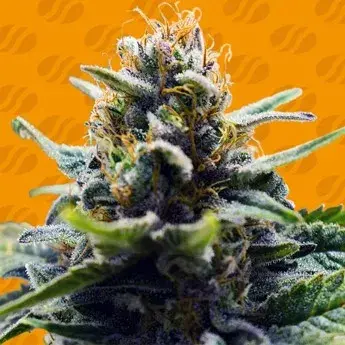 Blue Zushi Feminised Cannabis Seeds | Original Sensible Seeds