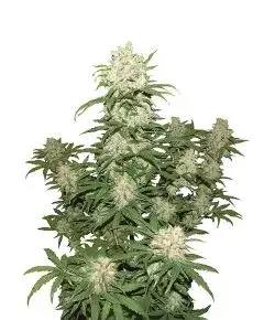 Blueberry Auto Feminised | Concrete Jungle Seeds
