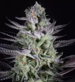 Blueberry Cookies Feminised Cannabis Seeds - Dinafem Seeds