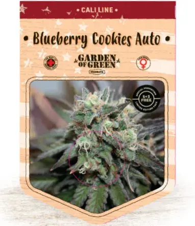 Blueberry Cookies Auto Feminised Cannabis Seeds | Garden of Green