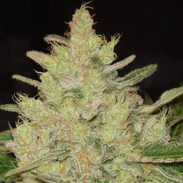 Blueberry Ghost OG Feminised Cannabis Seeds | Original Sensible Seeds