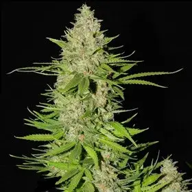 Blueberry Gum #2 Feminised Cannabis Seeds | G13 Labs
