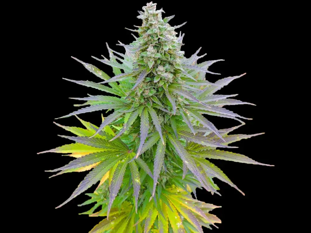 Blueberry Gum Feminised Cannabis Seeds