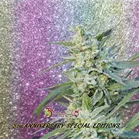Blueberry Pot Tart Feminised Cannabis Seeds | Dr Krippling