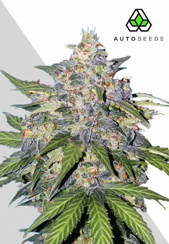 Blueberry Auto Cannabis Seeds | Auto Seeds.