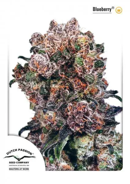 Blueberry Feminised Cannabis Seeds | Dutch Passion 