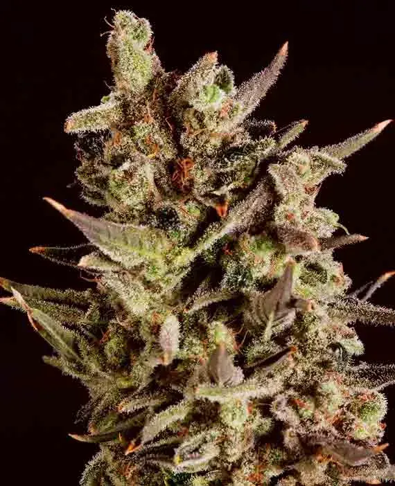 BLUEBERRY HEADBAND x SCBDX Feminised Cannnabis Seeds