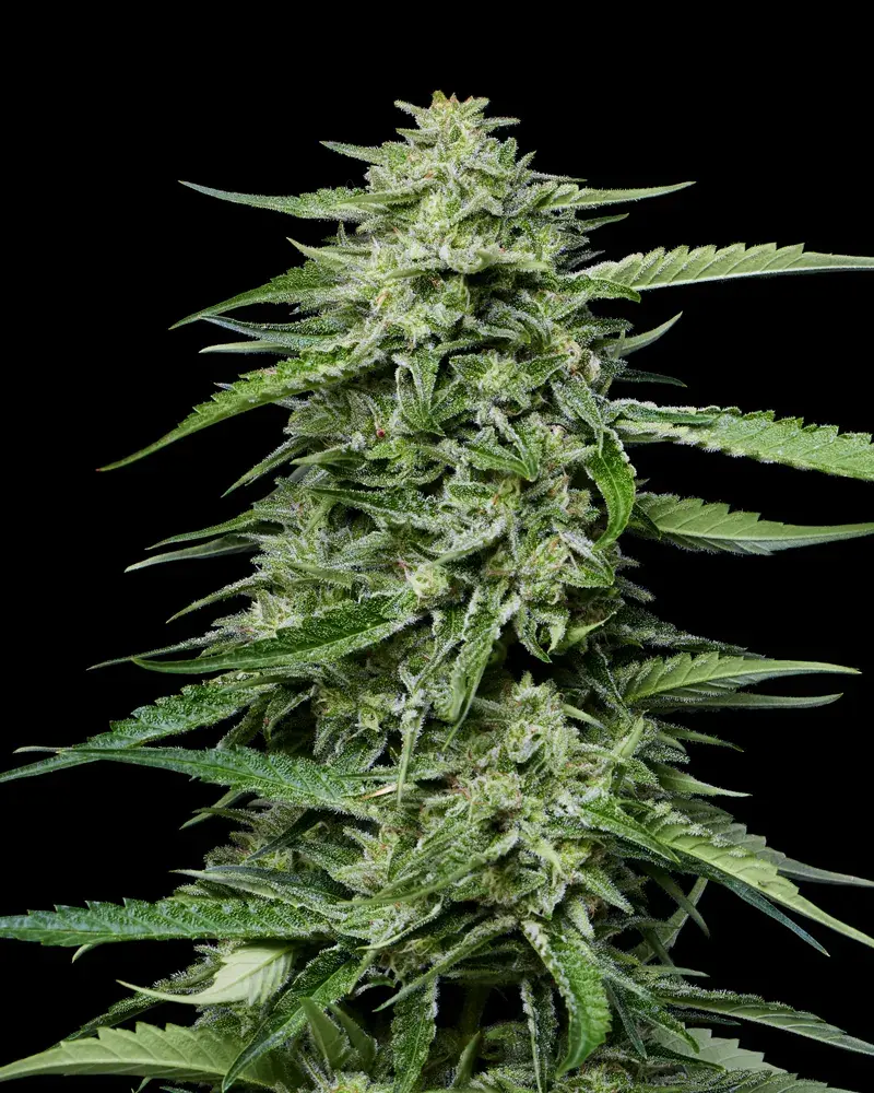 Blueberry Honey Feminised Cannabis Seeds - Humboldt Seed Company