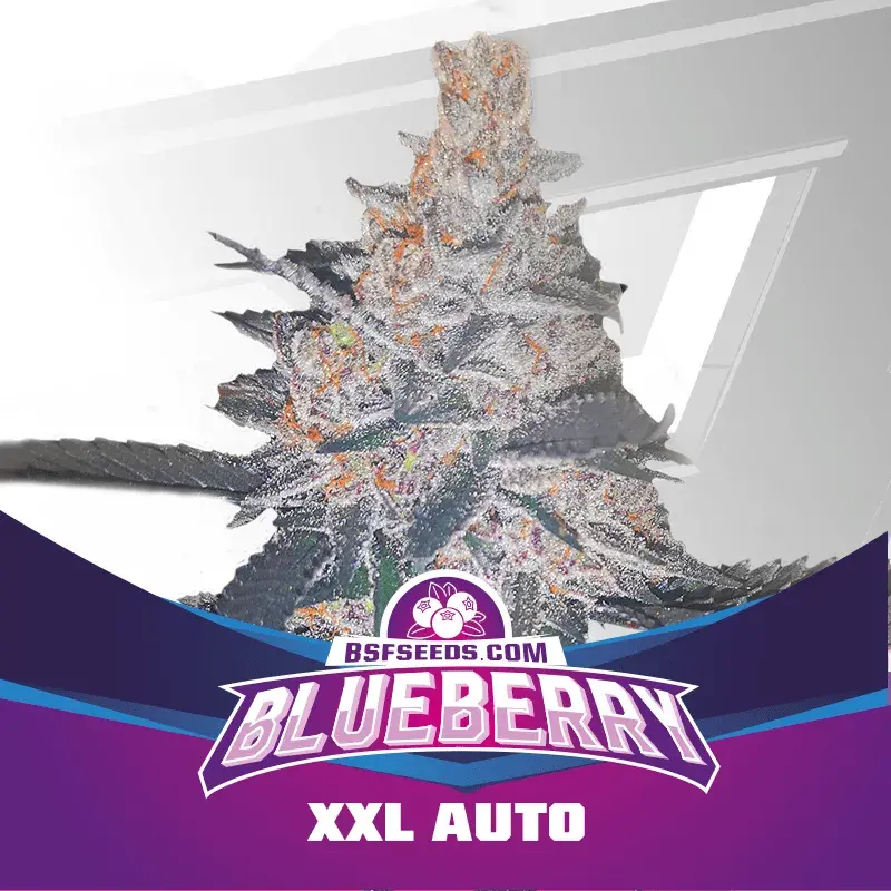 Blueberry XXL Auto  Feminised Cannabis Seeds - BSF Seeds Feminised Cannabis Seeds - BSF Seeds