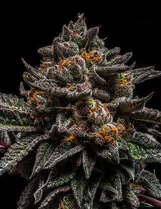 Brain Cake Feminised Cannabis Seeds | Ripper Seeds