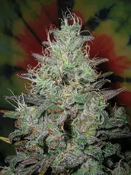 Big Blue Regular Cannabis Seeds | British Columbia 