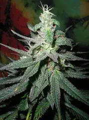 Blaze Regular Cannabis Seeds | British Columbia 