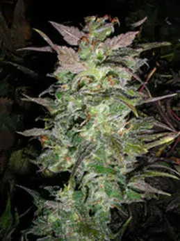 Couchlock Regular Cannabis Seeds | British Columbia 