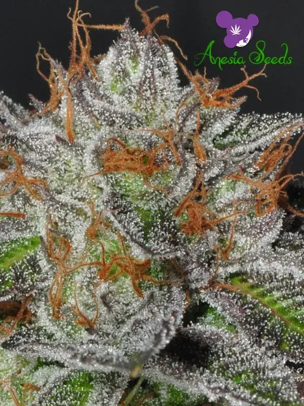 Bruce Banner #3 Feminised Cannabis Seeds - Anesia Seeds