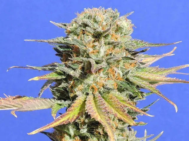 Bruce Banner #3 Feminised Cannabis Seeds | Original Sensible Seeds