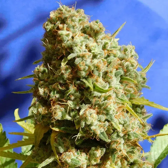 Bruce Banner #3 Fast Feminised Cannabis Seeds | Original Sensible Seeds