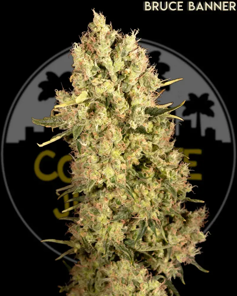 Bruce Banner Feminised | Concrete Jungle Seeds