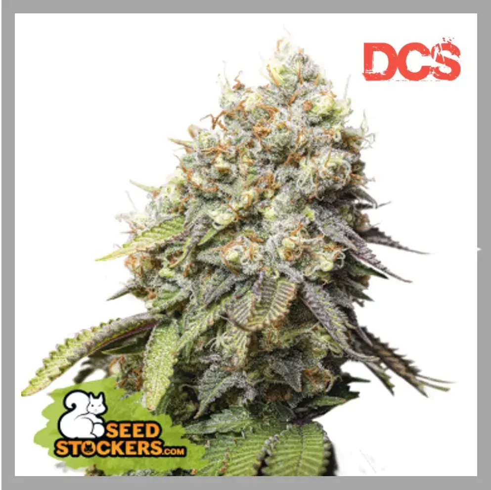 Bruce Banner Feminised Seeds | Seed Stockers