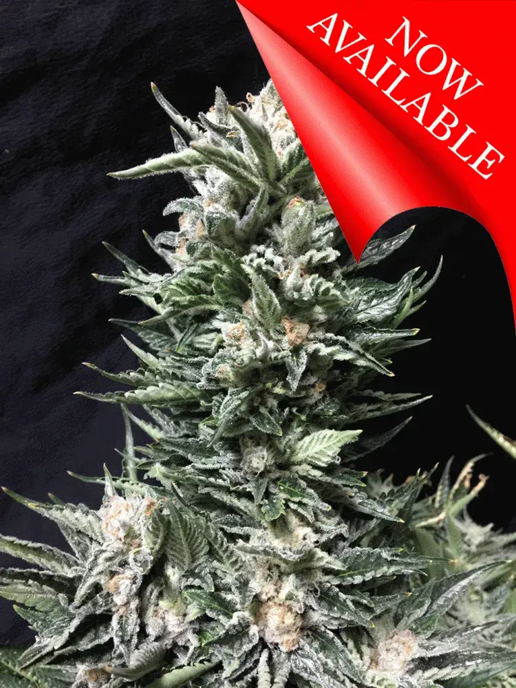 Bruce The Russian Feminised Cannabis Seeds | Cream Of The Crop