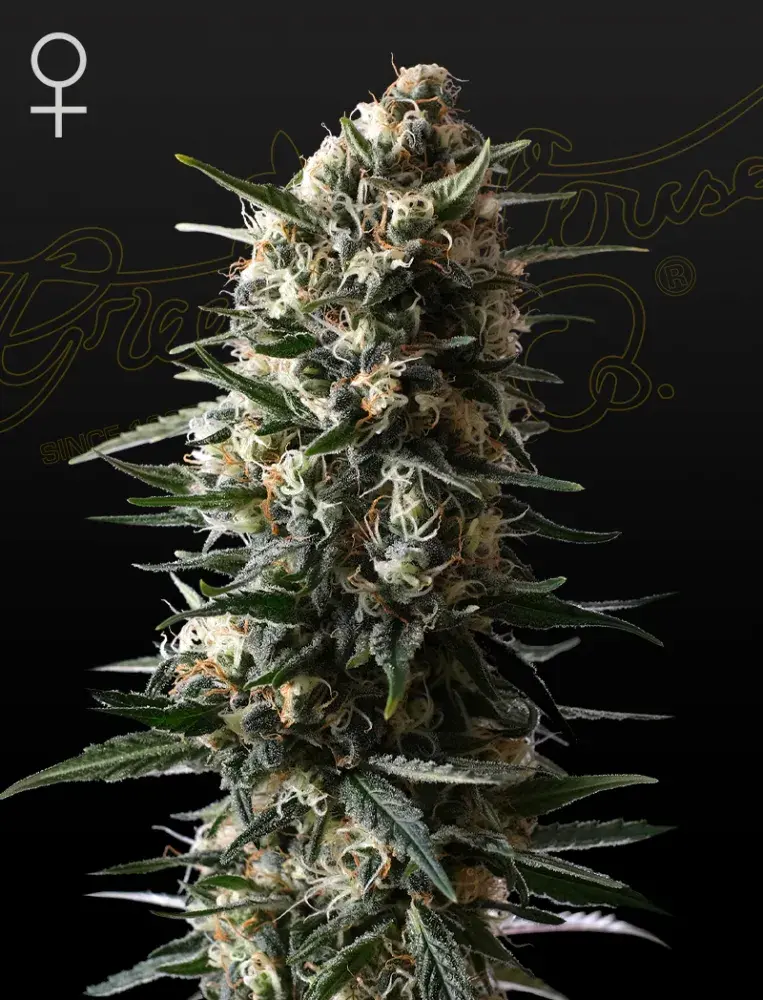 Bubba Slush Feminised Cannabis Seeds | Green House Seeds