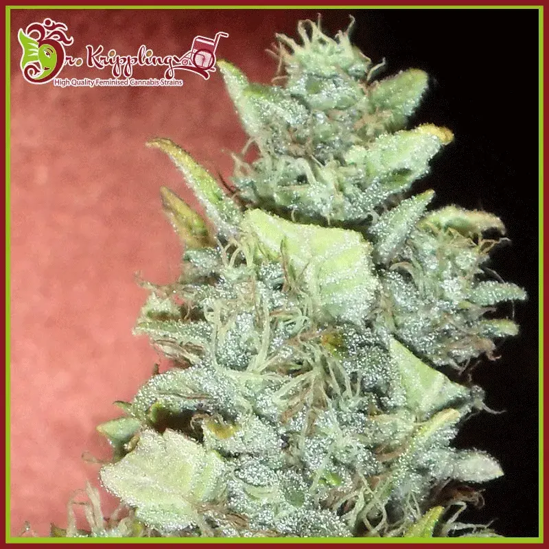 Bubba Gum Auto Feminised Cannabis Seeds | Dr Krippling 