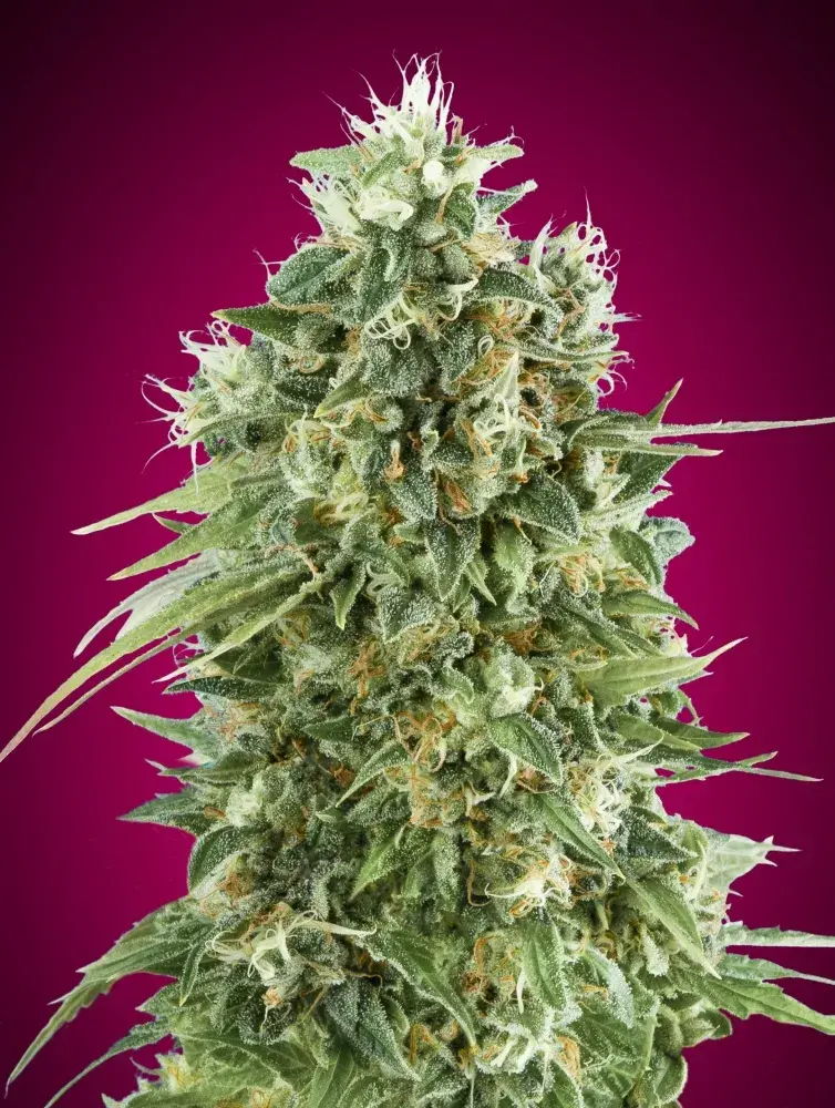Bubble Gum CBD Feminised Cannabis Seeds | OO Seeds