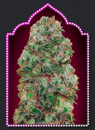 Bubble Gum Feminised Cannabis Seeds | OO Seeds  
