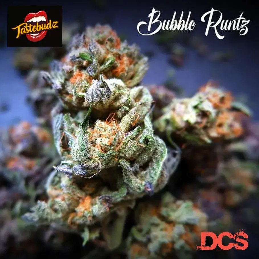 Bubble Runtz Feminised - Tastebudz