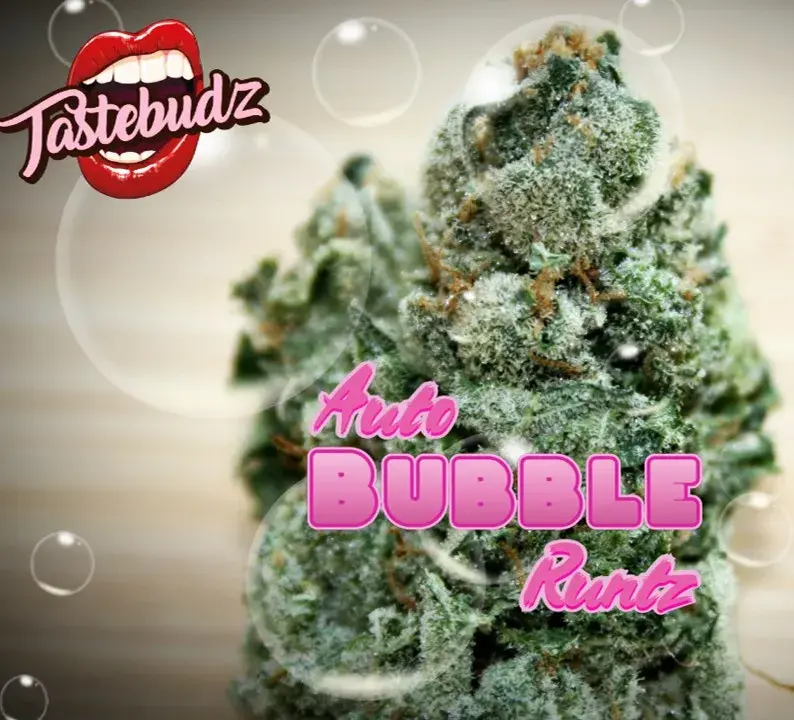 Bubble Runtz Auto Feminised Cannabis Seeds - Tastebudz.