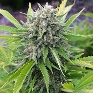 Bubblegun Regular Cannabis Seeds | Spliff Seeds 
