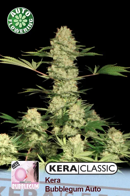 Bubblegum Auto Feminised Cannabis Seeds | Kera Seeds