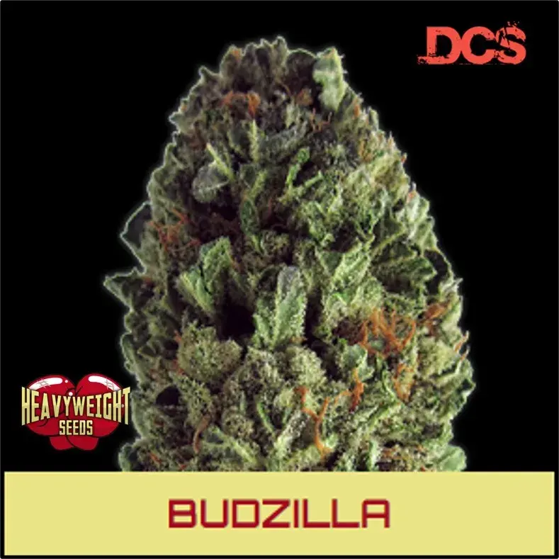 Budzilla Feminised Cannabis Seeds | Heavyweight Seeds