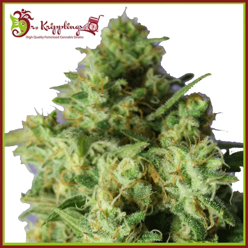 Bulk Smash Auto Feminised Cannabis Seeds | Dr Krippling 