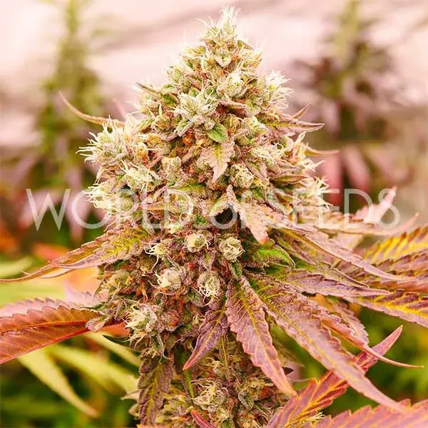 Burger Kush Early Version Feminised Cannabis Seeds | World of Seeds.