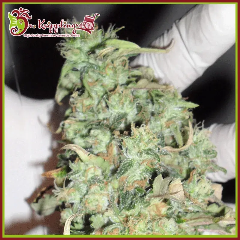 Buzz Light Gear Feminised Cannabis Seeds | Dr Krippling 
