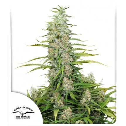 C-Vibez Feminised Cannabis Seeds | Dutch Passion 