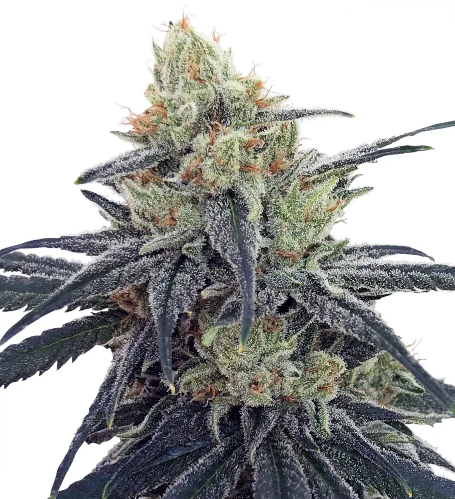 CBD #1 Feminised Cannabis Seeds | Ace Seeds